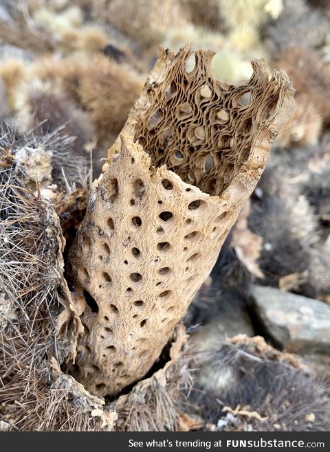 Internal structure of cactus