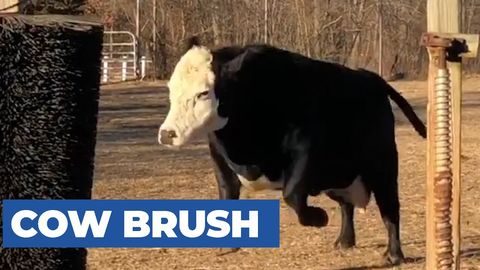 Happy Cows Playing With Their New Giant Brush [Wholesome]