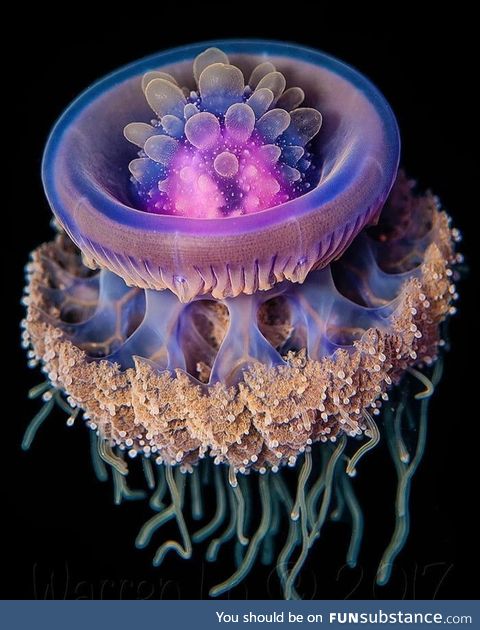 Crown jellyfish