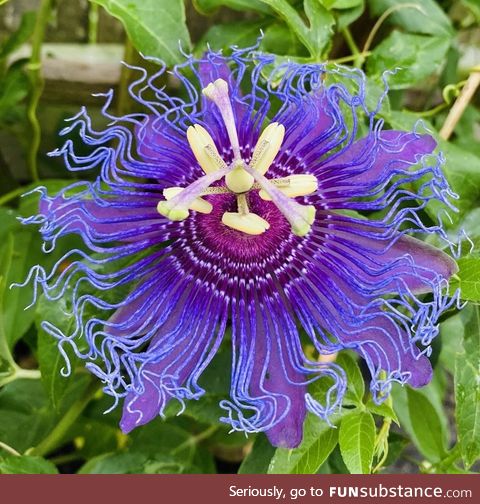 Super cool flower in Moms garden. Lost the tag. Any thoughts on what this is?