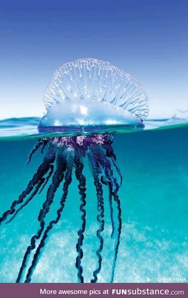 Fishy Fun Day #60: Portuguese Man O'War