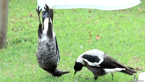 Magpie hanging upside down heckin' confusing to his friend