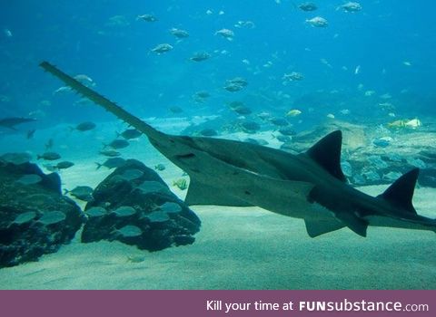 Fishy Fun Day #61: Sawfish