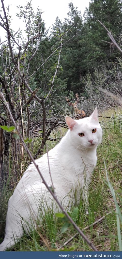 Marshmallow gets bunny ears from a deer friend