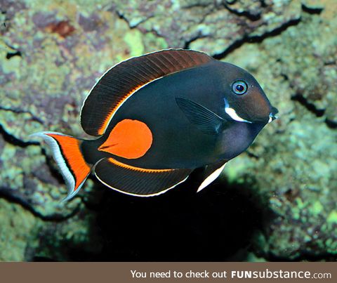 Fishy Fun Day #63: Achilles Tang