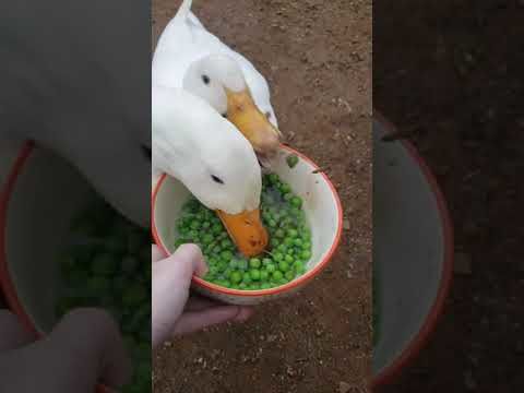 "Aw yiss! Muthafuggin' peas!"