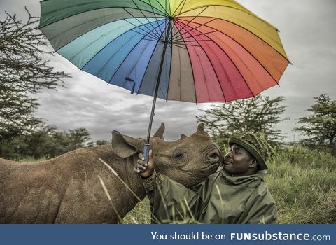 When a 1.5 year old black rhino called Kilifi wants boops, you boop