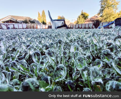 We left the sprinklers on to keep the pipes from breaking during an early season freeze