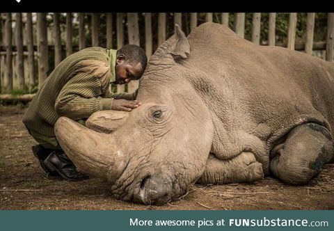 Saying goodbye to a species, the very last male Northern White Rhino. A powerful photo of