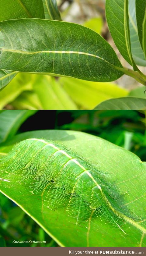 Common Baron caterpillar :O