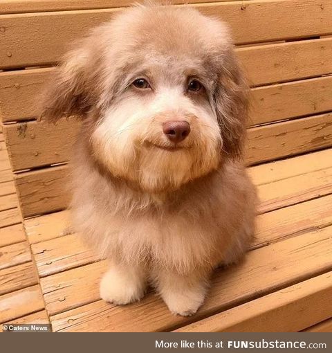 This dog looks like Bob Ross