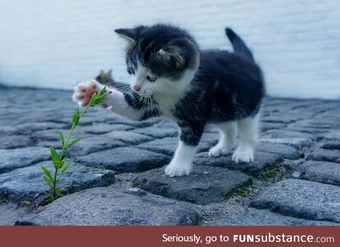 Cat flower kitten stone pet animals explore