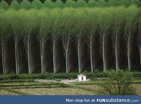 Perfect planting of these trees