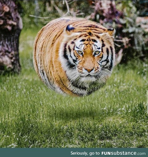 A Tiger without legs