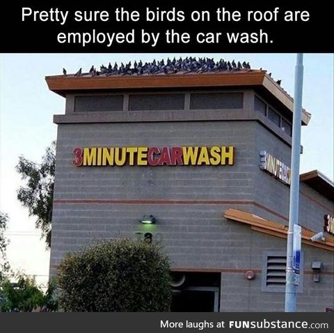 Bird:Time to wash your car