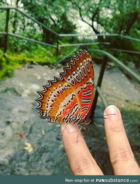 'The Scream' on the wings of a butterfly