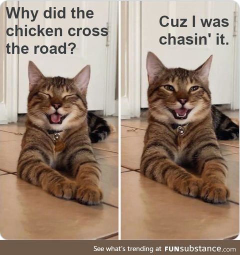 Cat jokes