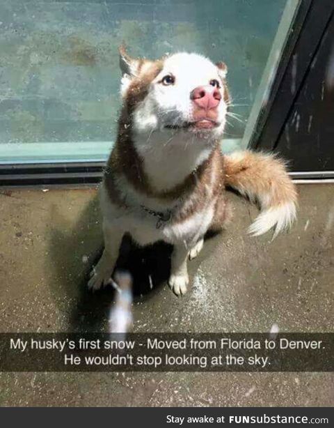 husky