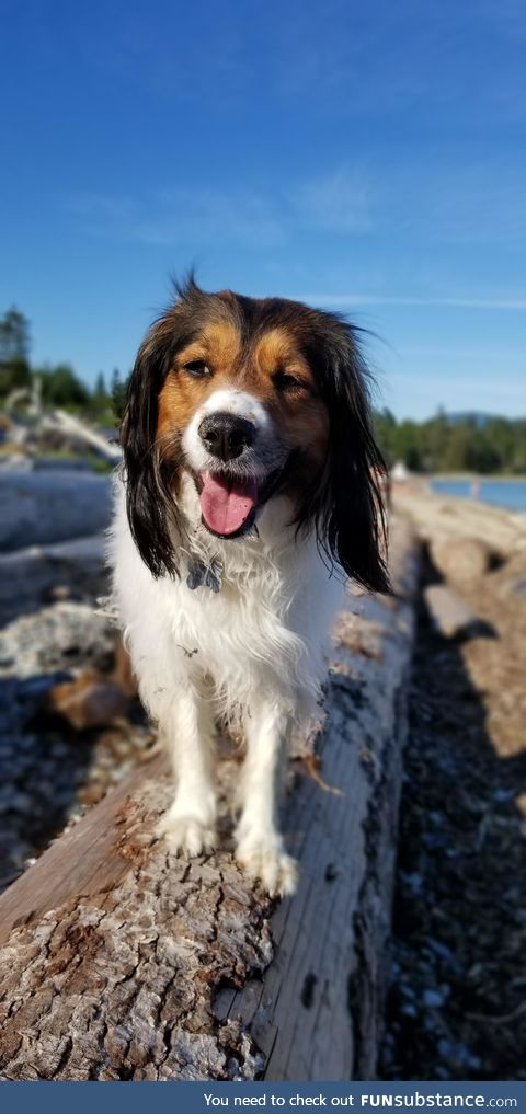 Dog on a log