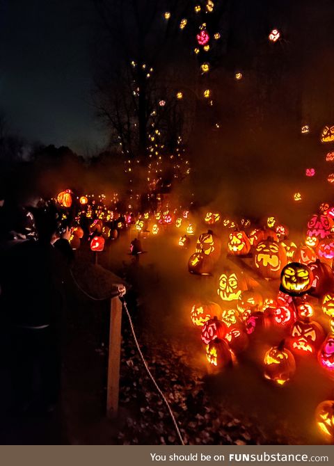 5,000+ Jack o lanterns at the MN zoo!