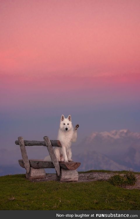 The dog waving to the viewer like a model :)