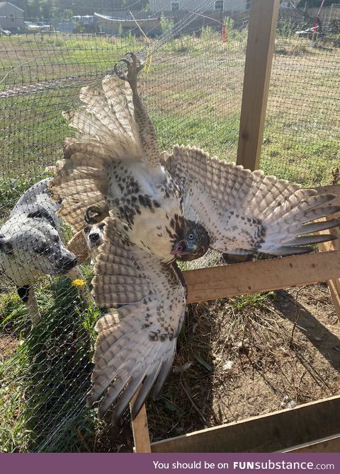 Derpy hawk gets caught breaking into coop and killing chickens