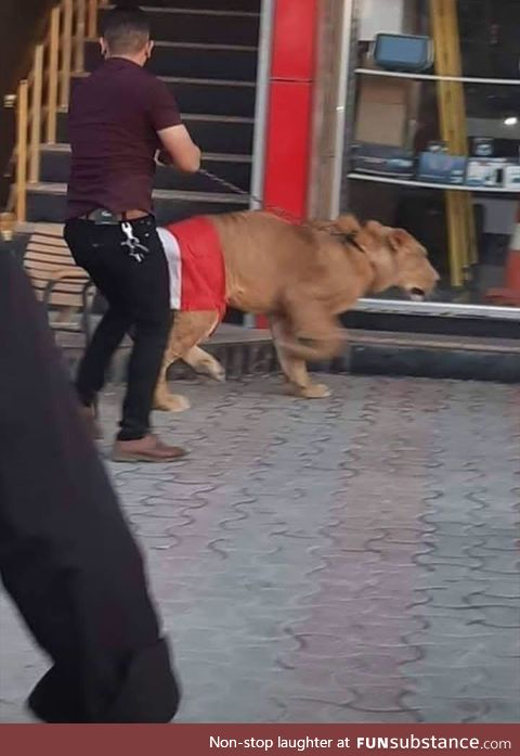 Iraqi protesters bring out lions to counter police dogs