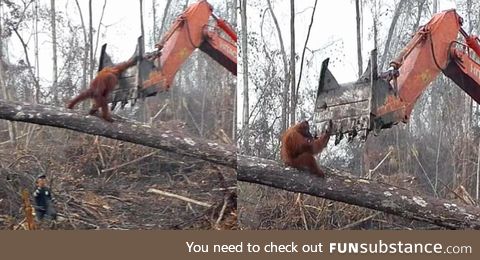 An orangutan trying to save his home