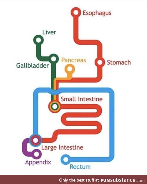 Take a trip down the GI subway