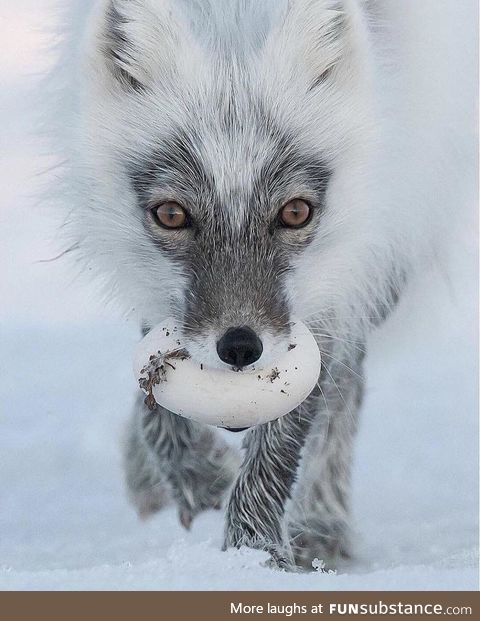 Arctic fox carrying a snack