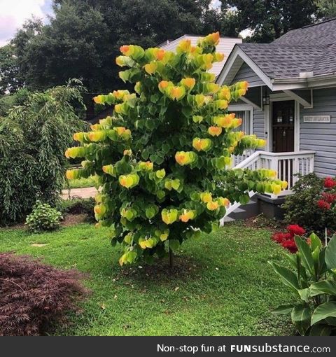 The colour and shape of this trees leaves makes it seem out of focus