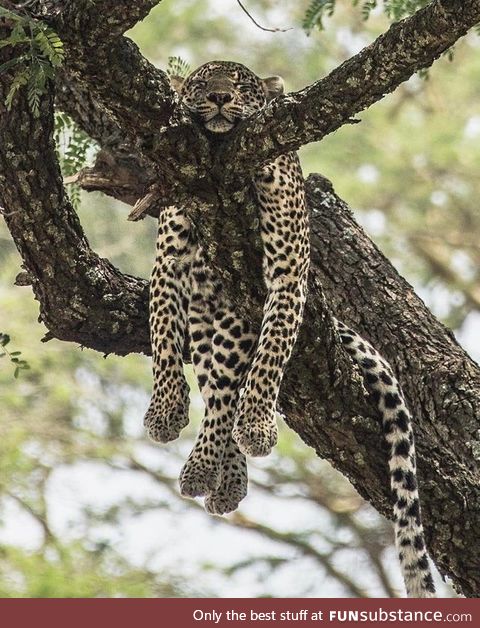 Leopard relaxing in the trees