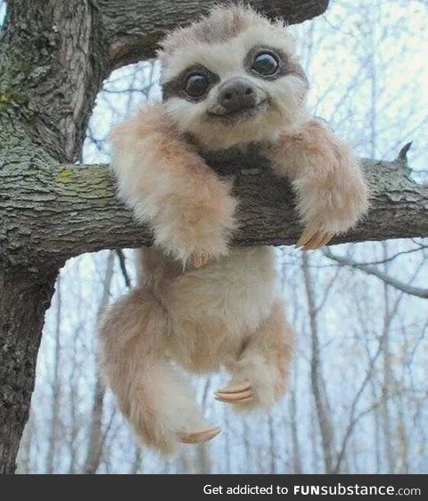 Baby sloth