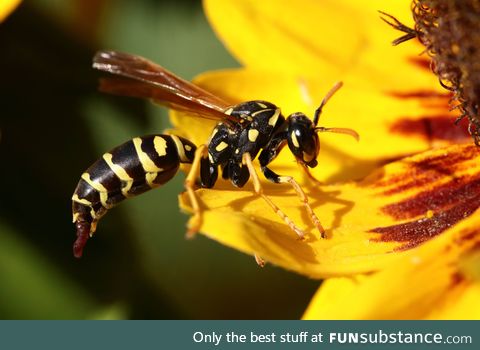 Accidentally took a picture of a wasp taking a dump