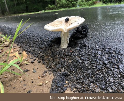 Nature vs asphalt