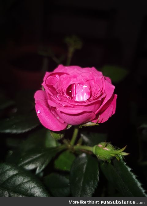 That perfect water drop on a rose