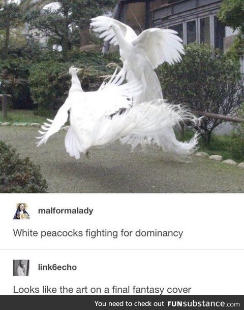 Majestic c*ck fighting