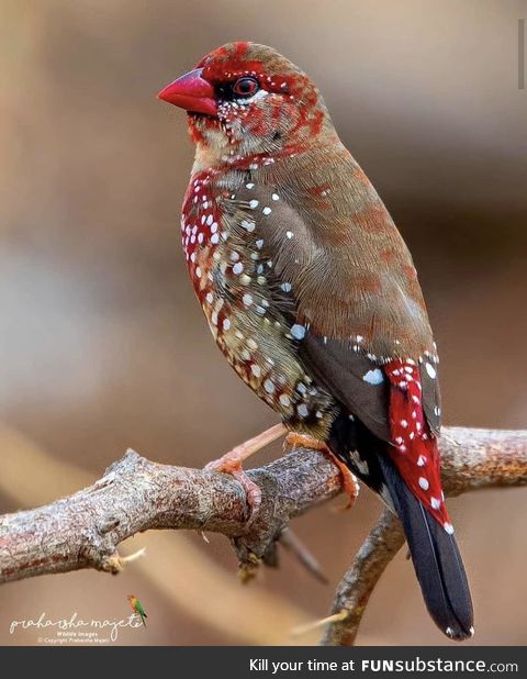 Strawberry finch