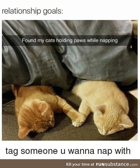 Cat nap