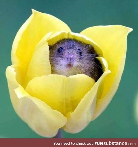 Harvest mice love the smell of pollen and often fall asleep inside flowers