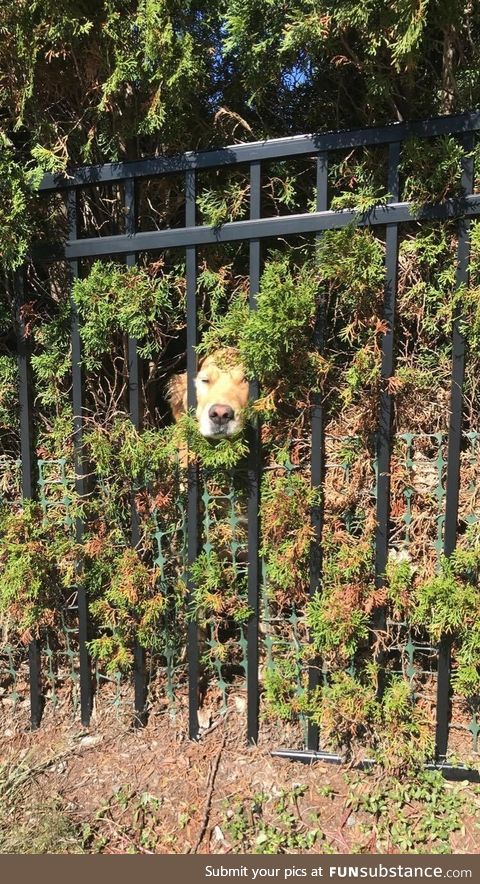 The bush doggo has been summoned!