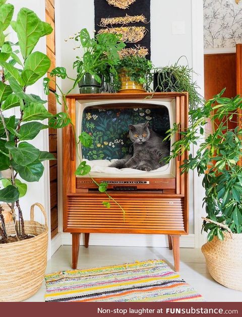 Repurposed TV used as a cat chillatorium