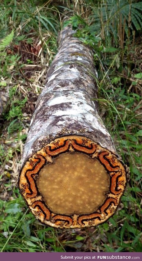 Tree Fern Trunk (by Okinawa Soba, link in description, Cyathea lepifera)