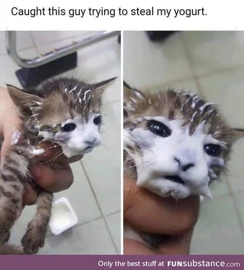 Poor meow meow