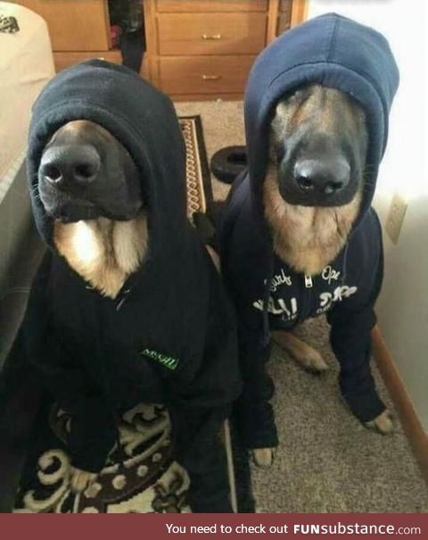 Police dogs undercover