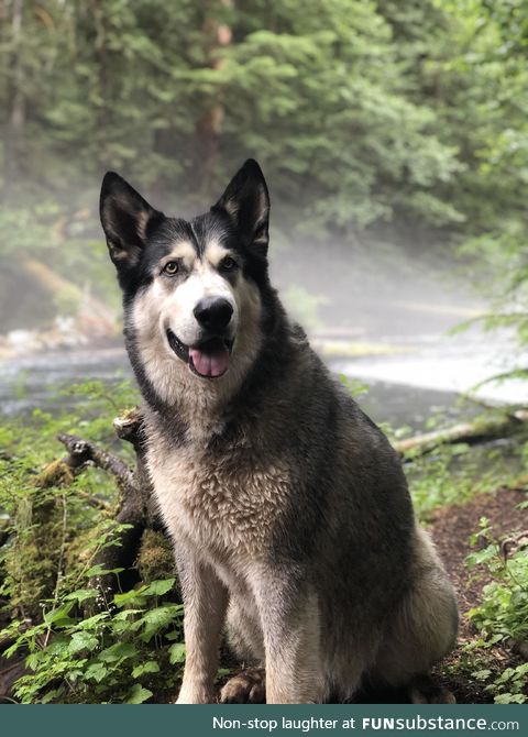 Hiking dog