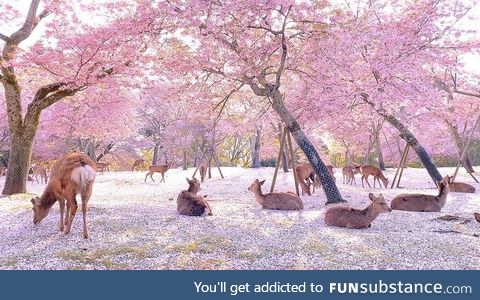 With no crowds, it was the deer who enjoyed the blossoms