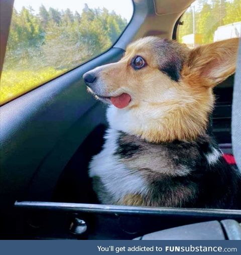 This Corgi got some good stuff from the vet