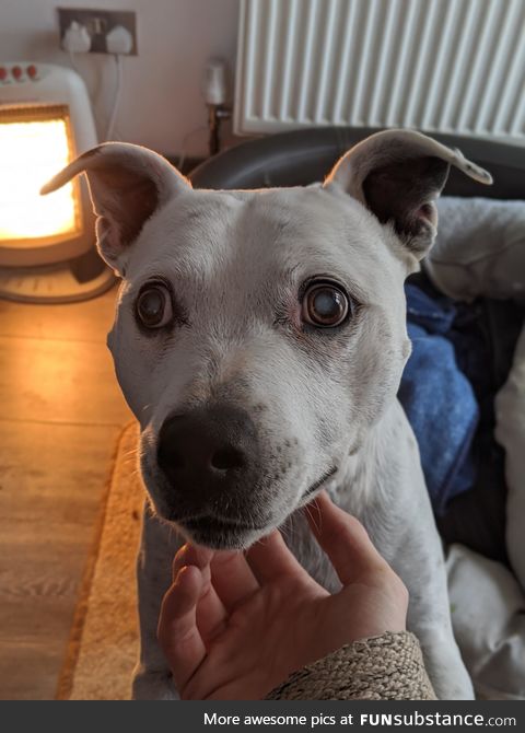 This is Mitts. (8Yo staffy) She went blind through the lockdown, still a good doggo