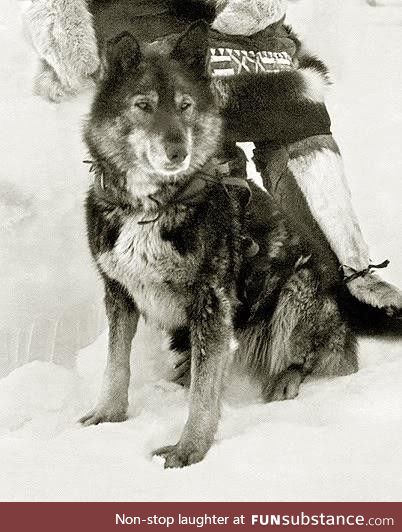 The sled dog Togo who was deemed the most heroic animal in history